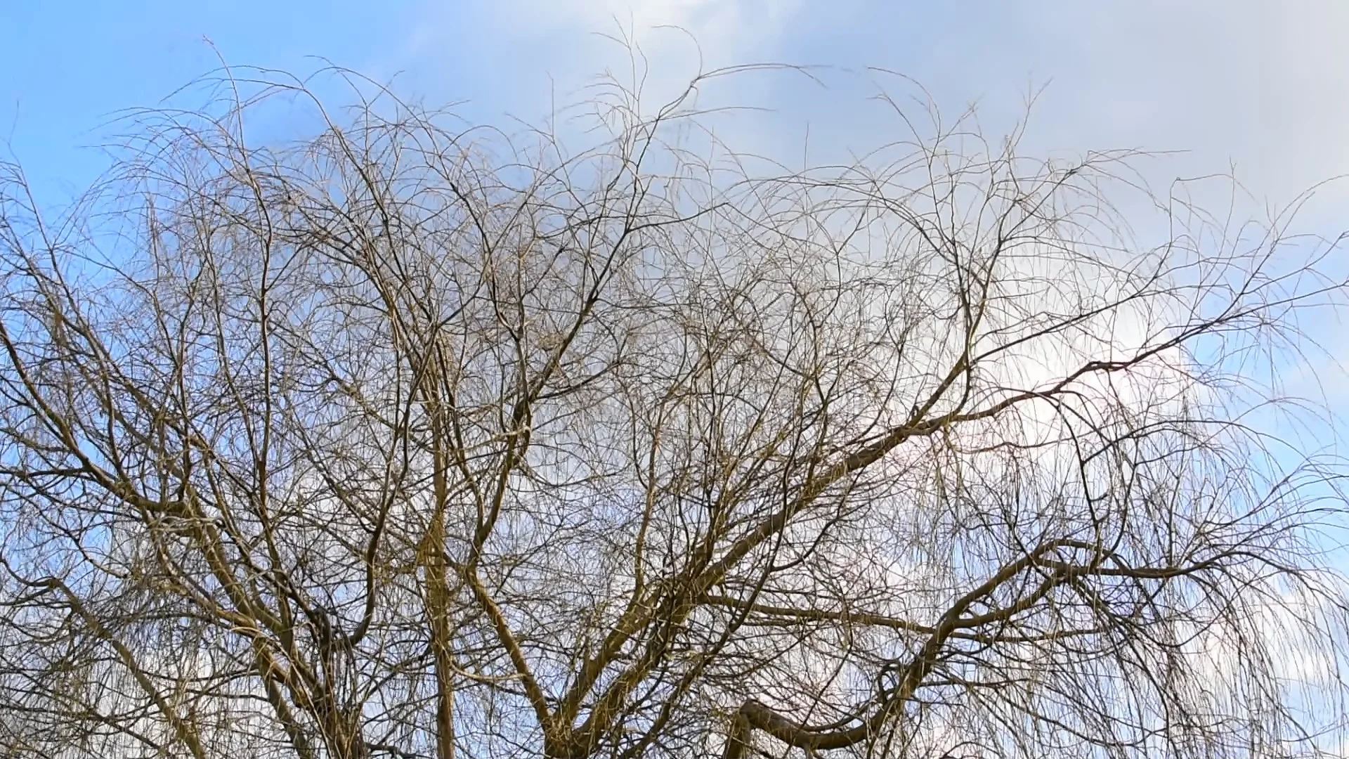 Tree top showing branches swaying in gale force gusts of wind in winter