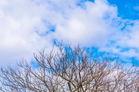 Tree top with sky background - copy space Stock Photos