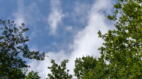 Tree top sky Stock Footage 41471765