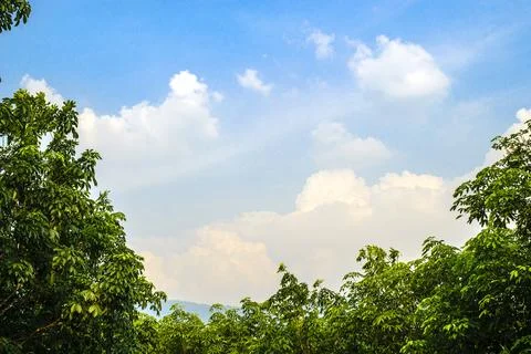 The tree top is a sky with white clouds Stock Photos