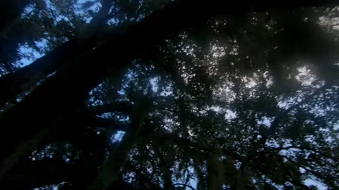 Tree Top slow pan Stock Footage 137677989