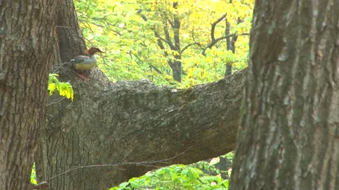 Tree-top Smew 스톡 동영상 332440208