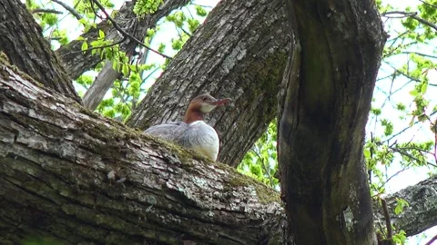 Tree-top Smew Video stock 333144794