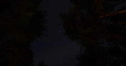 Tree top stars 库存影片 92589360