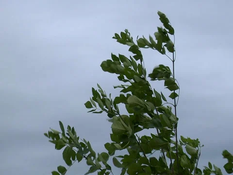 Tree top in a storm - close up - slo motion Stock Footage 38631263
