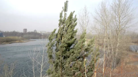 Tree top on a strong wind Stock Footage 51151337