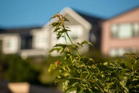 A tree top in the sunshine Stock Photos