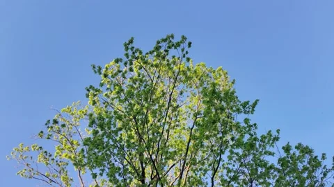 Tree top under sunset light 動画素材 130765667