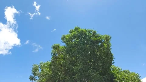 Tree Top Video #3 Stock Footage 174268966