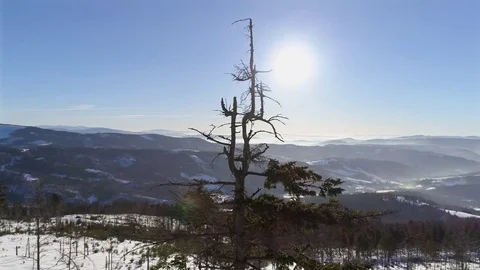 Tree Top View Aerial 4k Stock Footage 71117342