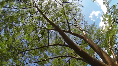 Tree top view with blue sky. Stock Footage 49104884