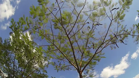 Tree top view with blue sky. Speed up. Stock Footage 49104897