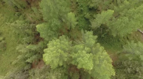 Tree Top View. Stock Footage 58140068