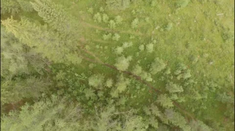 Tree Top View. Stock Footage 58140583