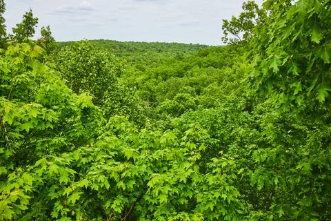 Tree top view of forest with dreary sky at Shepherdsville park in Kentucky Foto stock