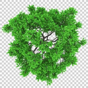 Tree top view isolated in 100Mpix Stock Illustration