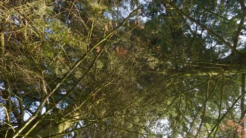 Tree top up view perspective sky Stock Footage 163651183