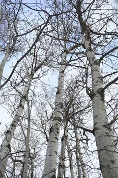 Tree top view. Foto stock