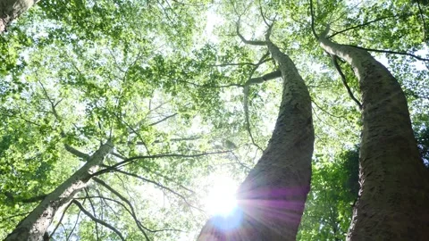 Tree top view with sun and birds singing. Look from the ground. Stock Footage 327212393