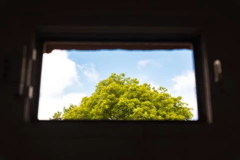 Tree top viewed through a broken window in an abandoned building Stock Photos