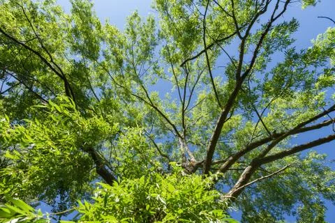 Tree Top Weeping Willow 스톡 사진