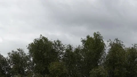 Tree top of white willow in storm - autumnal tree background - grey sky Stock Footage 144341635