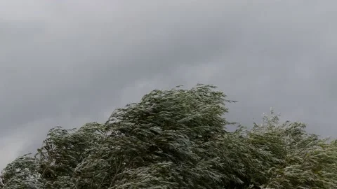 Tree top of white willow in storm - autumnal tree background - grey sky Stock Footage 144341643