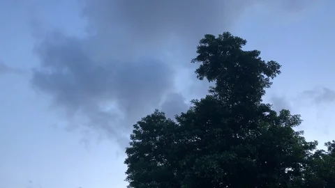 Tree top in the wind on an overcast evening. Stock Footage 100175287