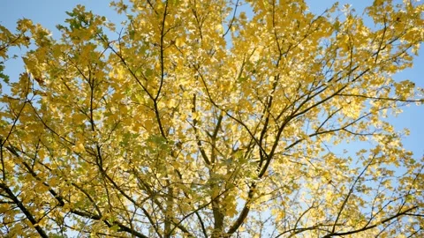 Tree top with yellow leaves during Autumn or Fall season on sunny day outdoors Stock Footage 256722878