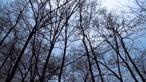 Tree tops 1 스톡 동영상 261111510