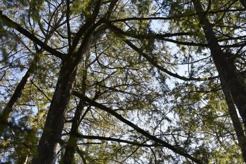 Tree Tops 2 스톡 사진