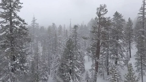 Tree Tops Aerial 스톡 동영상 71328942