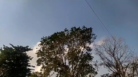 Tree tops against a backdrop of clear blue sky with thin white clouds. Stock Footage 280231571