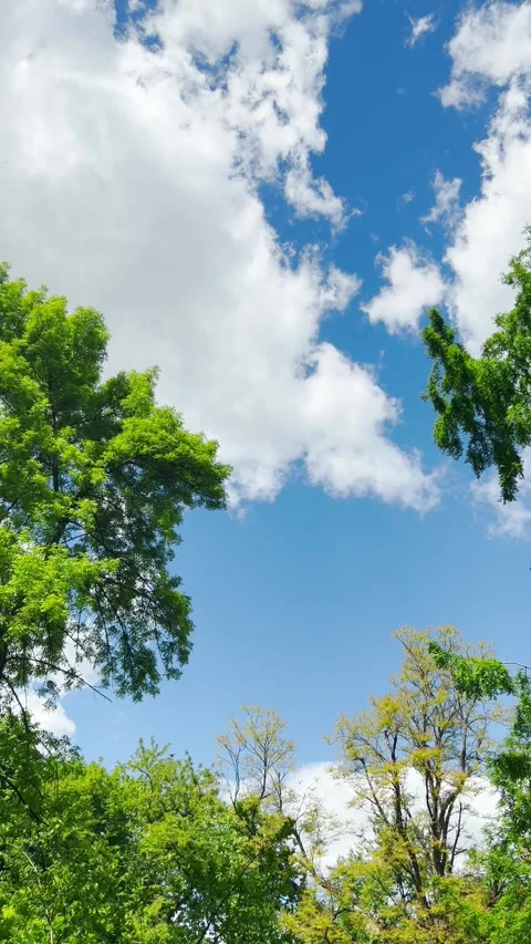 Tree tops against the background of the sky and clouds in summer. Vertical video Stock Footage 278157348