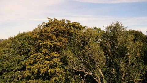 Tree tops against blue sky aerial drone Stock Footage 290778990