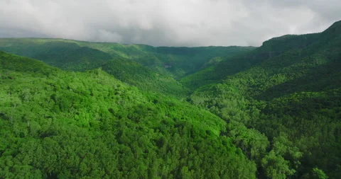 Tree tops against sky. Pine forest is a natural resource. Aerial view, flying Vídeo Stock 200020858