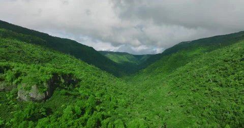 Tree tops against sky. Pine forest is a natural resource. Aerial view, flying Video stock 200849186
