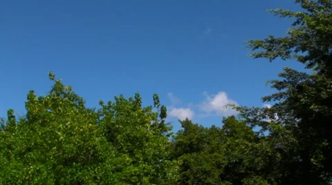Tree Tops and Blue Sky Stock Footage 7760141