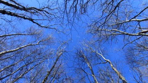 Tree Tops And Blue Sky Stock Footage 128921572