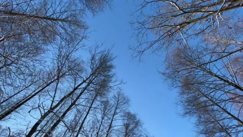 Tree tops and blue sky in winter forest. Stock Footage 233363839