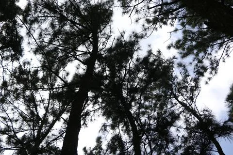 Tree Tops and branches . Stock Photos