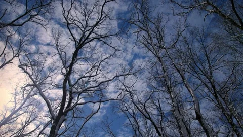 Tree tops and branches with snow on the background of the sun and blue sky. Video stock 255946825