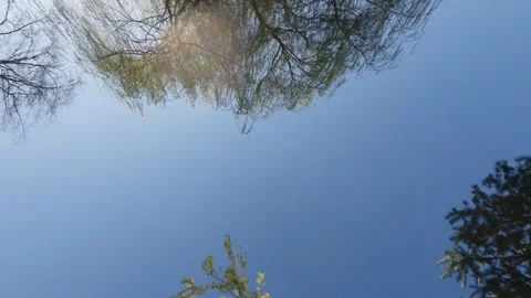 Tree tops and branches without leaves captured from below with early spring.. Video stock 333338101