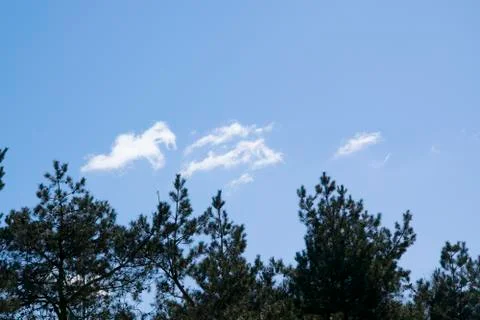Tree tops and clouds Stock Photos