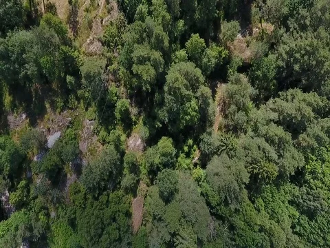 Tree tops and a powerline Stock Footage 77472467