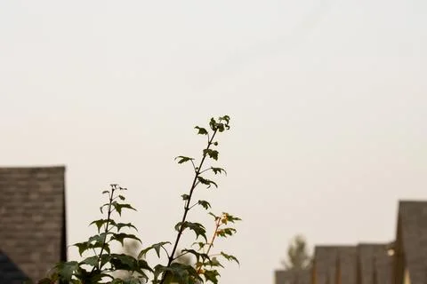 Tree tops and rooftops Stock Photos