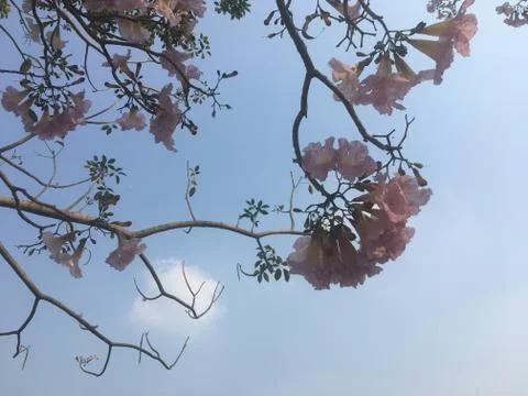 Tree tops and sky 写真素材
