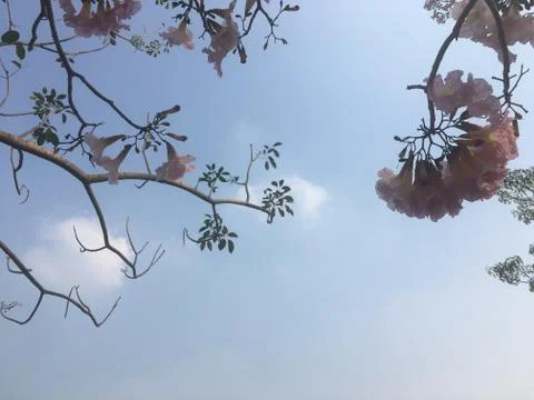 Tree tops and sky 库存照片