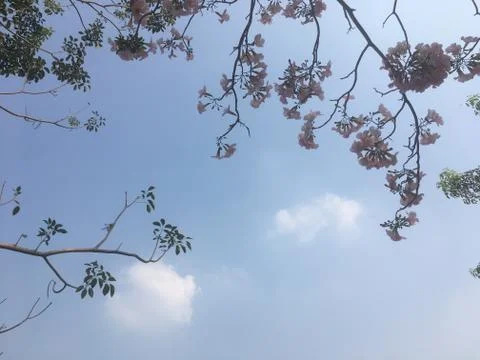 Tree tops and sky 写真素材