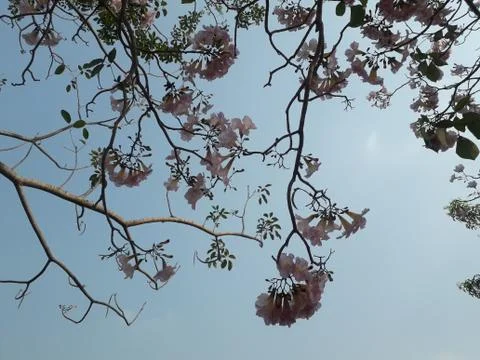 Tree tops and sky 写真素材